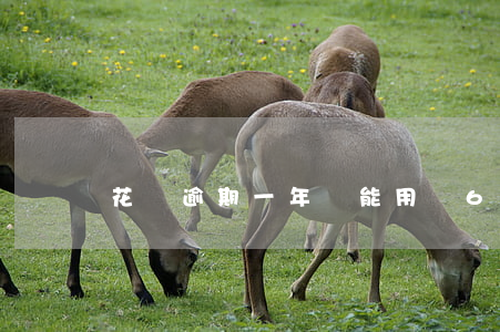 花唄逾期一年還能用嗎6