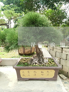 花唄逾期一期信用分不漲(花唄分期還不完額度就不漲嗎)