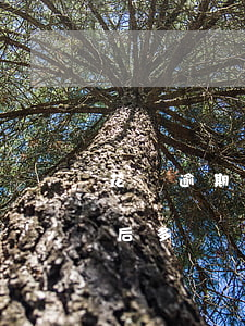 花唄逾期一次不能用了(花唄逾期不能用了以后多長時間還可以再用)