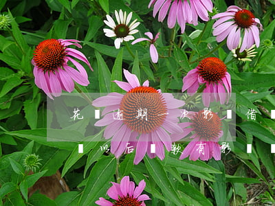 花唄逾期一次影響借唄嗎(花唄逾期了幾次 會對以后貸款有影響嗎)