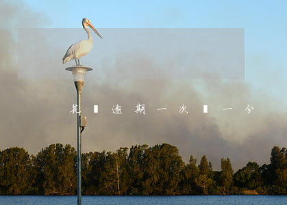 花唄逾期一次漲一分