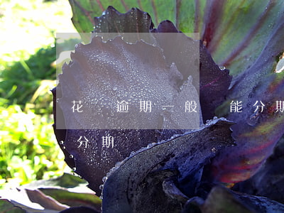 花唄逾期一般還能分期嗎(花唄分期過了還能分期嗎)