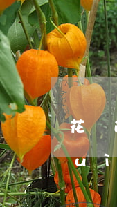 花唄逾期一萬(wàn)多兩年后果會(huì)怎樣-花唄逾期1萬(wàn)多2年了要起訴我怎么辦