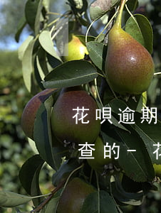 花唄逾期一萬多有沒有上門調(diào)查的-花唄逾期1萬他們說要上門是真的嗎