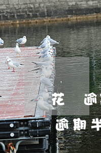 花唄逾期一萬怎么還款(花唄欠款5000元逾期半年不還會怎樣?)