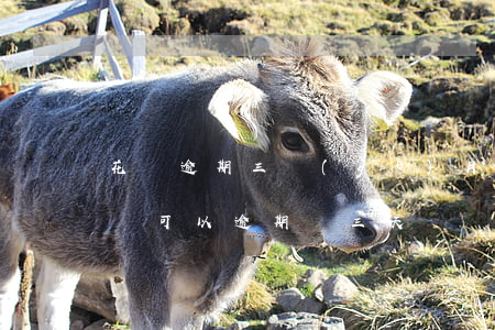 花唄逾期三個(gè)月多久能好(支付寶花唄可以逾期兩三天嗎)