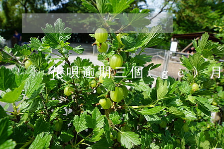 花唄逾期三個(gè)月還讓用嗎