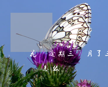 花唄逾期三個月了三萬(花唄三千逾期兩個月會怎么樣)