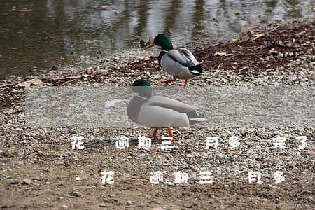 花唄逾期三個月多還完了多久恢復(fù)-花唄逾期三個月多還完了多久恢復(fù)征信