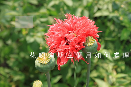 花唄逾期三個月如何處理