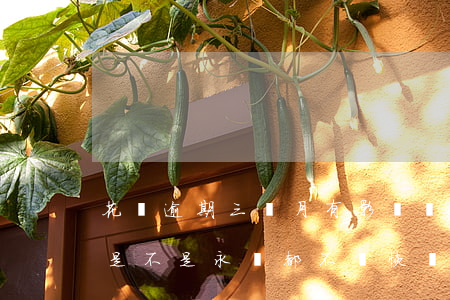 花唄逾期三個月有影響嗎(花唄逾期3個多月是不是永遠都不會恢復(fù)了)