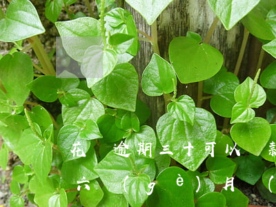 花唄逾期三十可以貸款嗎(花唄欠三千多,逾期六個(gè)月會(huì)上門(mén)嗎)