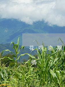 花唄逾期三天上征信嗎(花唄逾期三天上征信嗎)