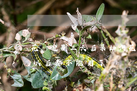 花唄逾期三天后果如何(花唄逾期三天是不是以后都不能用了?)