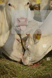 花唄逾期三天這么沒有負(fù)面記錄-花唄逾期三天還款為什么不顯示逾期記錄