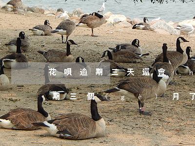 花唄逾期三天還會(huì)降分嗎(花唄逾期三個(gè)月了還沒(méi)還會(huì)有什么后果)