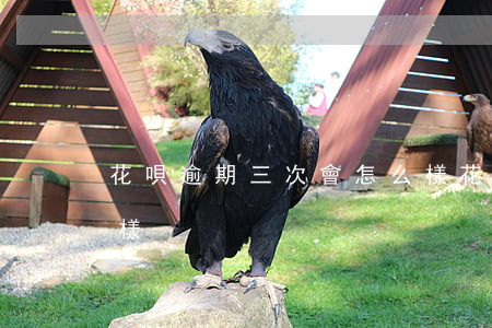 花唄逾期三次會怎么樣(花唄逾期三次會怎么樣)