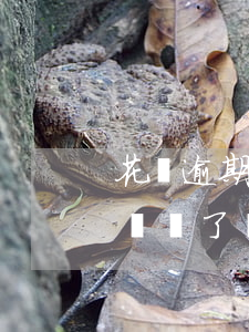 花唄逾期上不上征-花唄逾期上不上征信 把錢還了會(huì)不會(huì)上