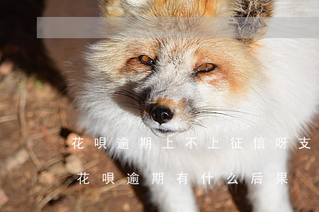 花唄逾期上不上征信呀(支付寶逾期上征信嗎?花唄逾期有什么后果)