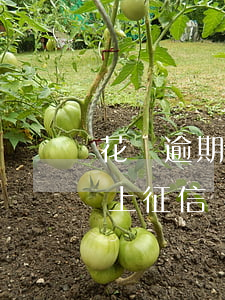 花唄逾期上個(gè)人征信嗎(支付寶逾期上征信嗎?花唄逾期有什么后果)