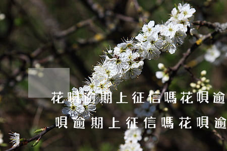 花唄逾期上征信嗎?花唄逾期有什么后果-花唄逾期上征信嗎?花唄逾期有什么后果怎么可以用