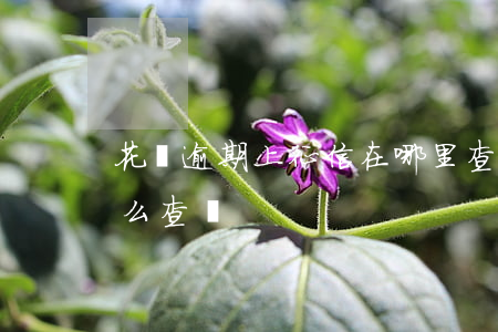 花唄逾期上征信在哪里查(花唄是否上征信怎么查詢)