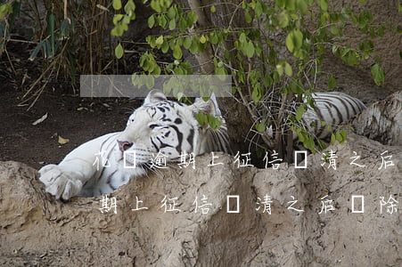 花唄逾期上征信還清之后刪除征信-花唄逾期上征信還清之后刪除征信嗎