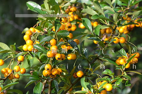 花唄逾期不予協(xié)商(花唄逾期不予協(xié)商會(huì)怎么樣)