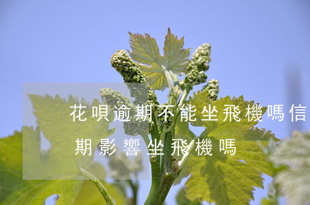 花唄逾期不能坐飛機嗎(信用卡逾期和花唄逾期影響坐飛機嗎?)