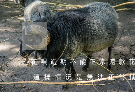 花唄逾期不能正常還款(花唄有逾期還款記錄,這樣情況是無法正常使用花唄的)