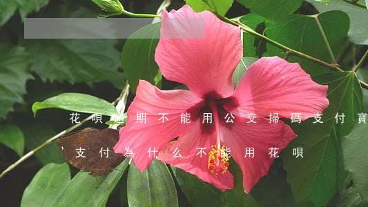 花唄逾期不能用公交掃碼(支付寶公交車掃碼支付為什么不能用花唄)