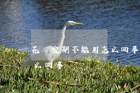 花唄逾期不能用怎么回事(花唄逾期不能用怎么回事)