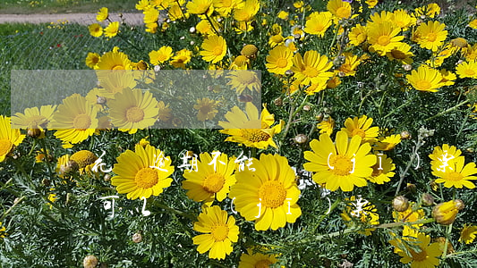 花唄逾期不能買機(jī)票嗎(支付寶逾期可以買機(jī)票嗎?)