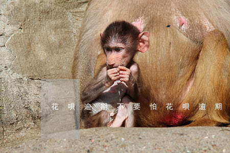 花唄逾期不要怕 花唄逾期不要怕