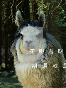花唄逾期不還后催收分期(花唄逾期后不能分期還款是否關閉花唄)