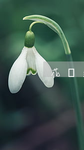 花唄逾期不還怎么算利息