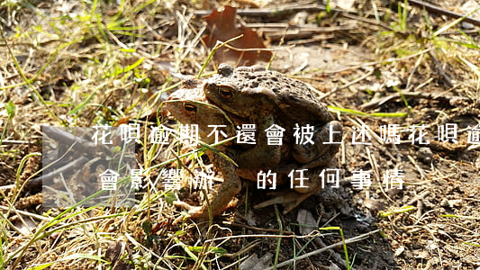 花唄逾期不還會被上述嗎(花唄逾期不還會不會影響辦別的任何事情)