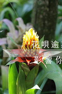 花唄逾期不還款犯法嗎(花唄逾期還款有什么影響?你敢不還款嗎)