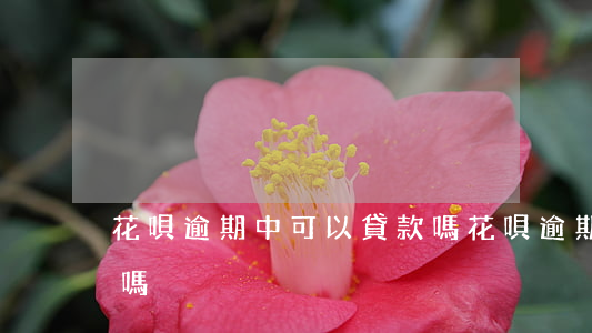 花唄逾期中可以貸款嗎(花唄逾期中可以貸款嗎)