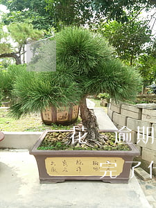 花唄逾期久了之后還清了(花唄逾期好幾個月還完了什么時候恢復正常)