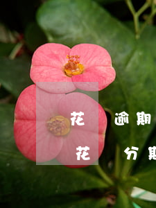 花唄逾期久了可以協(xié)商嗎(支付寶花唄分期逾期可以協(xié)商慢慢還嗎)