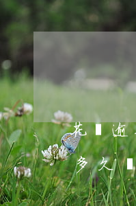 花唄逾期久了有沒(méi)有事(花唄逾期多久會(huì)被起訴?花唄逾期怎么辦)