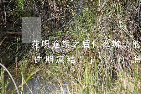 花唄逾期之后什么辦法能快速解凍花唄（花唄逾期凍結(jié)怎樣解凍）