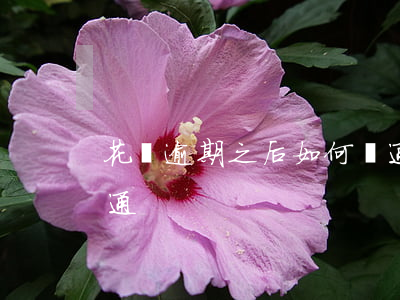 花唄逾期之后如何開通(花唄逾期之后如何開通)