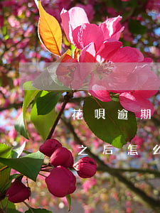 花唄逾期之后怎么才能再次使用-花唄逾期之后怎么才能再次使用額度