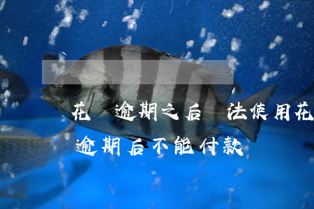花唄逾期之后無法使用花唄購物怎么辦（花唄逾期后不能付款嗎）