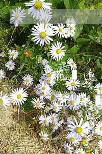 花唄逾期之后要主動(dòng)還款(花唄逾期還款有什么影響?你敢不還款嗎)