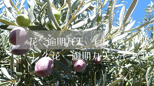 花唄逾期九天會(huì)被凍結(jié)么(花唄逾期九天會(huì)被凍結(jié)么)