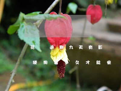 花唄逾期九天有影響嗎(花唄逾期9天被暫停使用要多久才能恢復(fù))