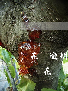 花唄逾期了10天多久能恢復(fù)正常-花唄逾期了10天多久能恢復(fù)正常使用